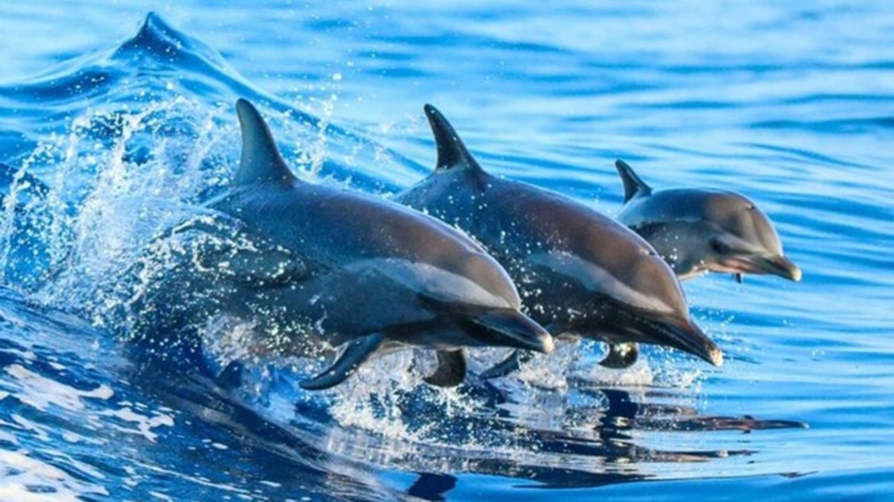 Mlimba Fish Mnemba SpeedBoat, Dolphin Swim, Snorkeling & SandBank Tours – Kendwa City